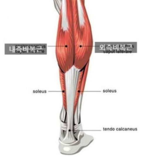 내측비복근, 외측비복근 예시 사진